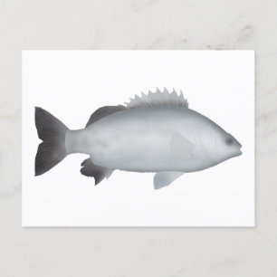 Welsh's Grunter Postcard
