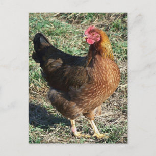 Welsummer Hen Out in the Sunshine Postcard