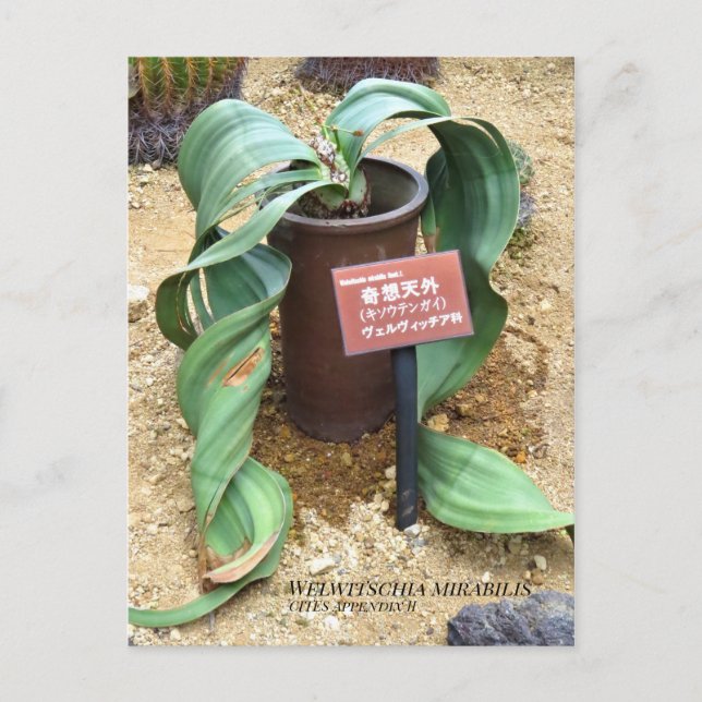 Welwitschia mirabilis [Postcard] Postcard (Front)