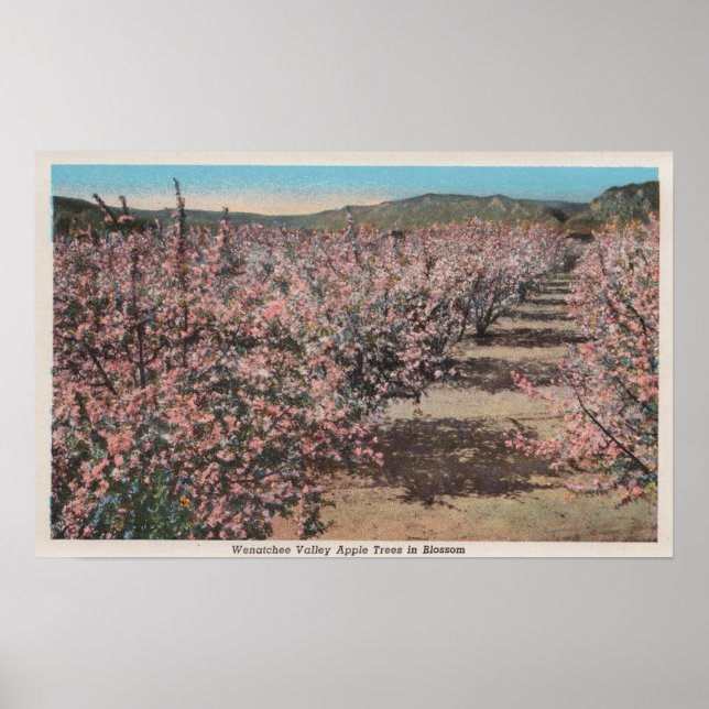 Wenatchee, WAView of Apple Trees in Blossom Poster (Front)