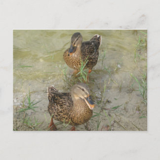 We're Sending You a Friendly Quack - Post Card