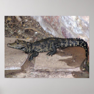 West African Dwarf Croc - Osteolaemus tetraspis Poster
