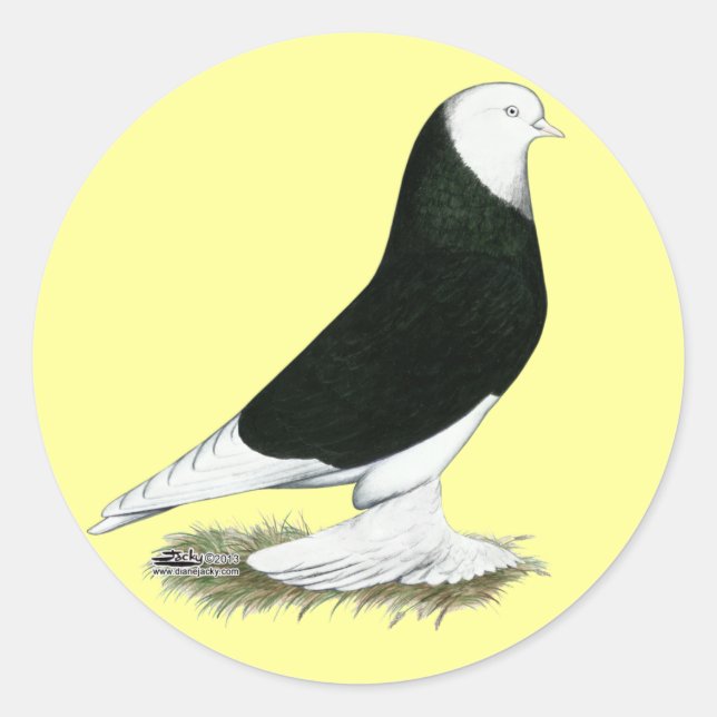 West Black Bald Pigeon Classic Round Sticker (Front)