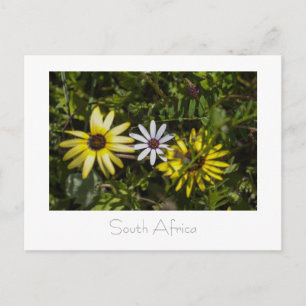 West Coast Aurora Wild Flowers South Africa SA Postcard