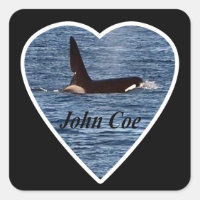 West Coast Killer Whale "John Coe" Orca 