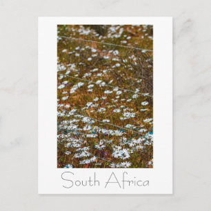 West Coast South Africa Wild Flowers Postcard