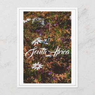 West Coast South Africa Wild Flowers Postcard