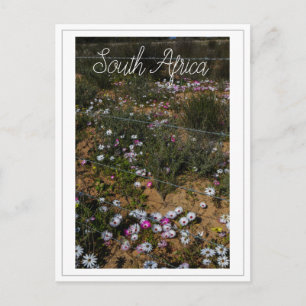 West Coast South Africa Wild Flowers Postcard