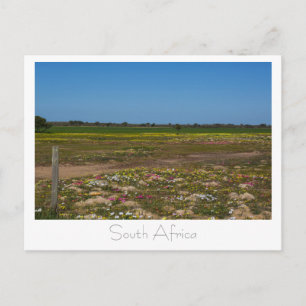 West Coast Wild Flowers South Africa SA Postcard