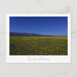 West Coast Wild Flowers South Africa SA Postcard
