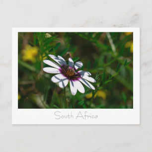 West Coast Wild Flowers South Africa SA Postcard