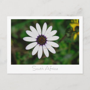 West Coast Wild Flowers South Africa SA Postcard