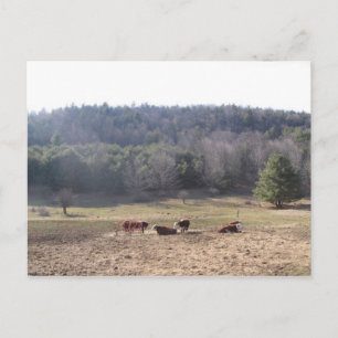 west fulton cows postcard