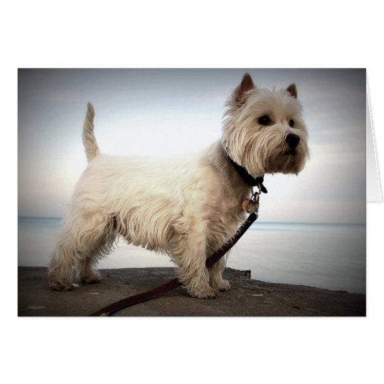 West Highland Terrier Card