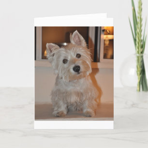 West Highland Terrier Card