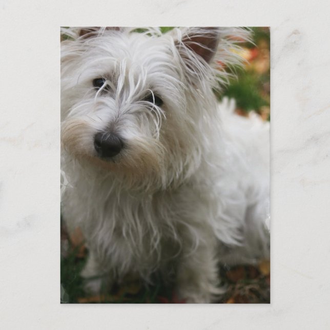 West Highland Terrier Postcard (Front)