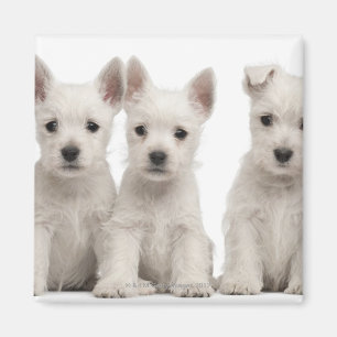 West Highland Terrier puppies (7 weeks old) Magnet