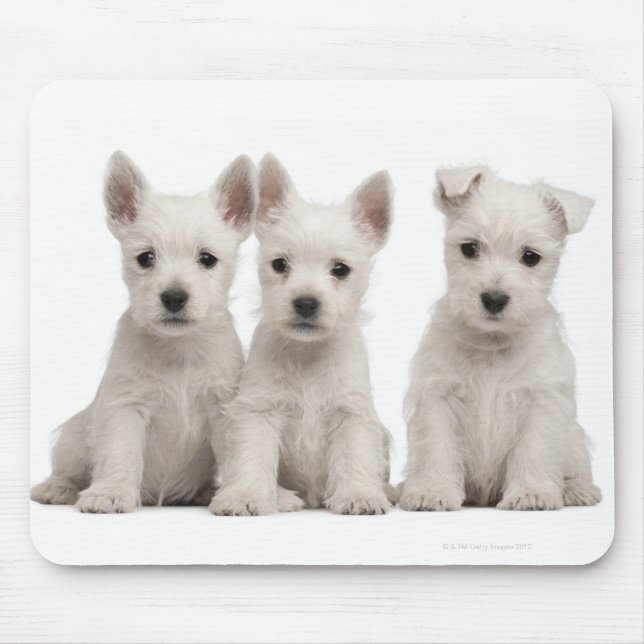 West Highland Terrier puppies (7 weeks old) Mouse Pad (Front)