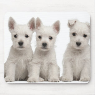West Highland Terrier puppies (7 weeks old) Mouse Pad