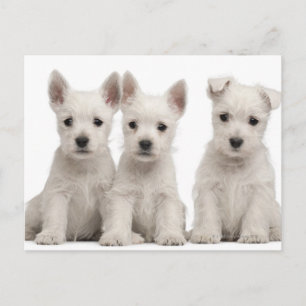 West Highland Terrier puppies (7 weeks old) Postcard