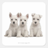 West Highland Terrier puppies (7 weeks old)