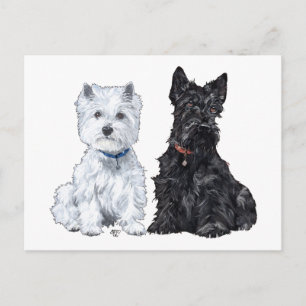 West Highland White & Scottish Terriers Postcard