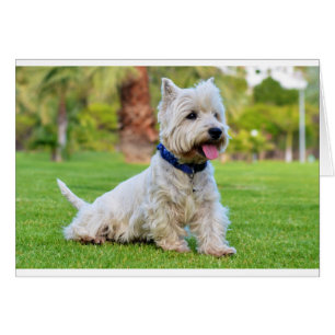 West highland white terrier