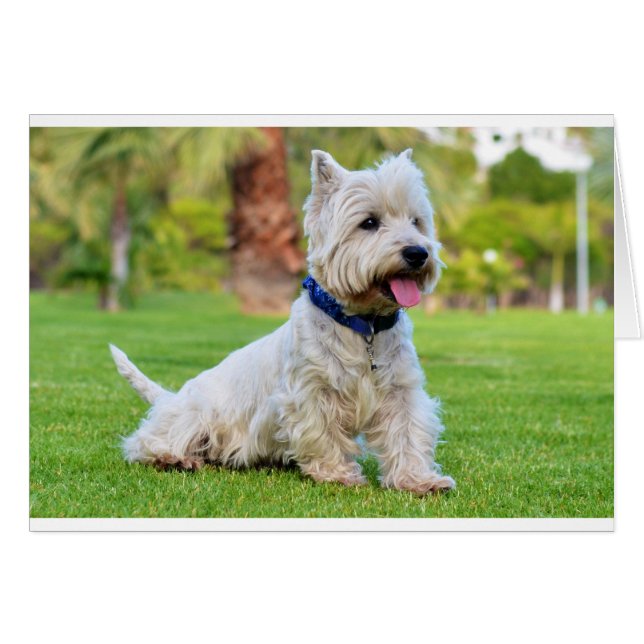 West highland white terrier (Front Horizontal)