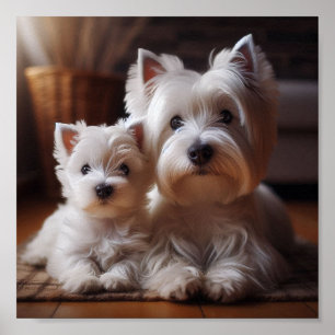 West Highland White Terrier mum and her puppy Poster