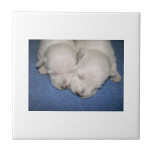 West Highland White Terrier Puppies Tile