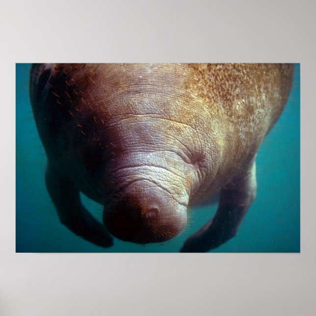 West Indian (Florida) Manatee-underwater Poster (Front)
