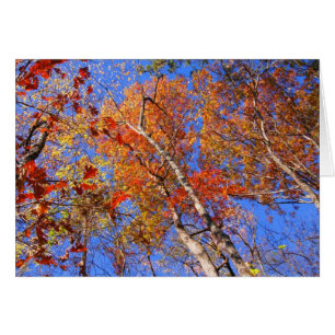 West Mt. Autumn Hot Springs National Park Gifts