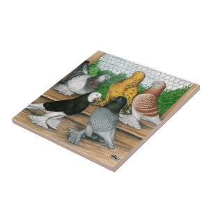 West of England Tumbler Pigeons Ceramic Tile