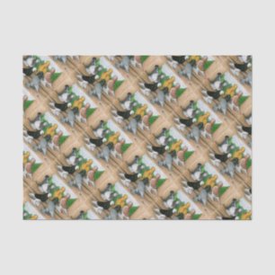 West of England Tumbler Pigeons Tissue Paper