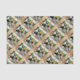 West of England Tumblers Tissue Paper