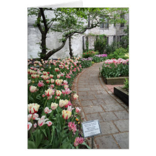 West Side Community Garden Tulip New York City NYC