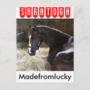 West Virginia Derby Winner "Madefromlucky" Postcard