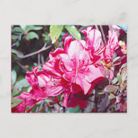 West Virginia Rhododendron Maximum