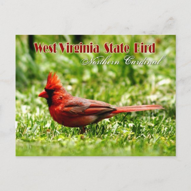 West Virginia State Bird - Northern Cardinal Postcard (Front)