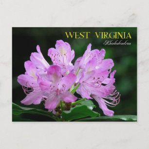 West Virginia State Flower: Rhododendron Postcard