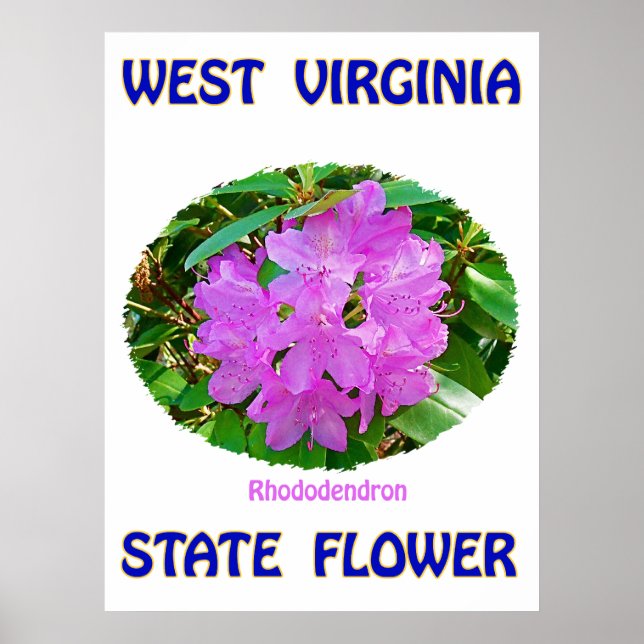 West Virginia State Flower, Rhododendron, Poster (Front)