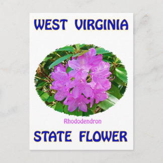 West Virginia State Flower T-Shirts & Gifts Postcard