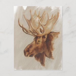 Western American Animal Study Moose Portrait Postcard