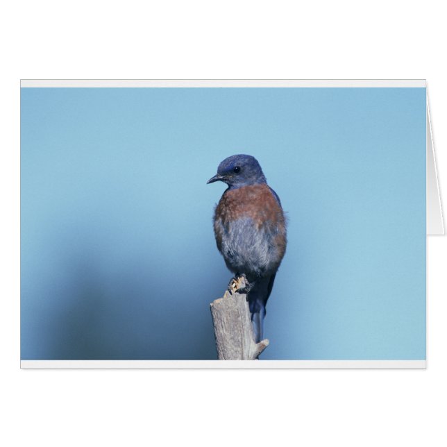 Western bluebird (Front Horizontal)