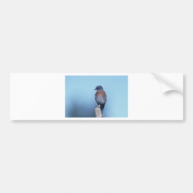 Western bluebird bumper sticker (Front)