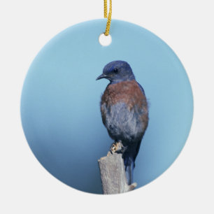 Western bluebird ceramic tree decoration