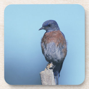 Western bluebird coaster