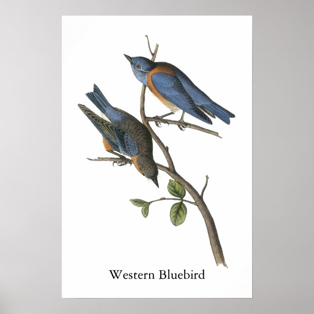 Western Bluebird, John Audubon Poster (Front)