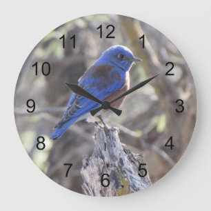 Western Bluebird Large Clock