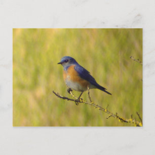 Western Bluebird Postcard
